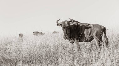 Vahşi yaşam mavi antilop boğa erkek hayvan sürüsü vahşi doğada korunmuş safari parkı koruma alanı engebeli arazi sepia tonlu zıt fotoğraf üzerinde