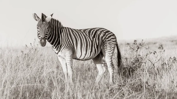 Wildlife Zebra Tier Mit Herde Ihrem Lebensraum Wildnis Geschützten Safaripark — Stockfoto