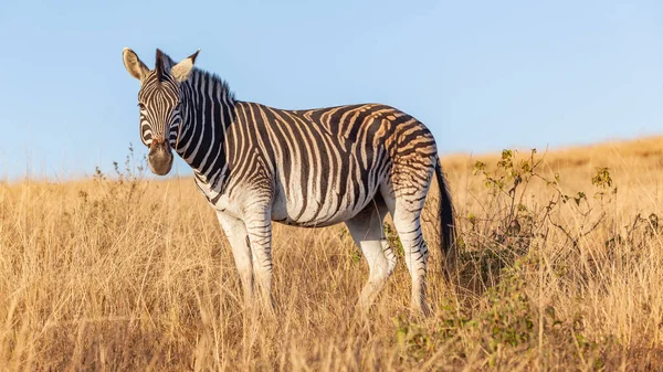 Doğal Ortamlarında Sürüleri Olan Vahşi Zebra Hayvanı Engebeli Arazi Fotoğrafının — Stok fotoğraf