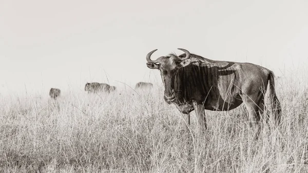 Wildlife Blue Gnus Bulle Männliches Tier Mit Herde Ihrem Lebensraum — Stockfoto