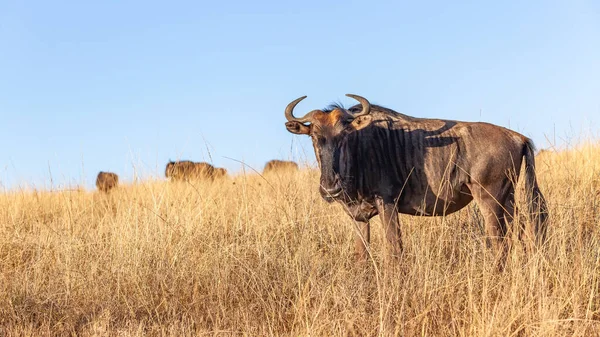 Wildlife Blue Gnus Bulle Männliches Tier Mit Herde Ihrem Lebensraum — Stockfoto
