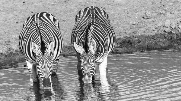 Wildlife Zebra Two Drinking Waterhole Early Summer Moring Closeup Frontal — Stock Photo, Image