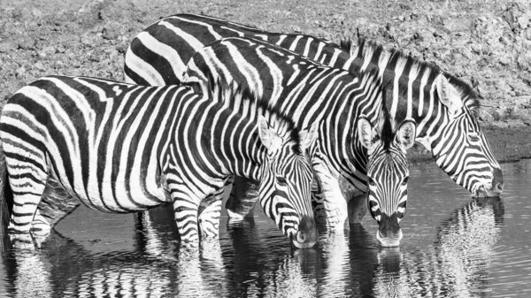 Wildlife Zebra's three drinking at waterhole early summer morning a closeup frontal sepia black white photograph.