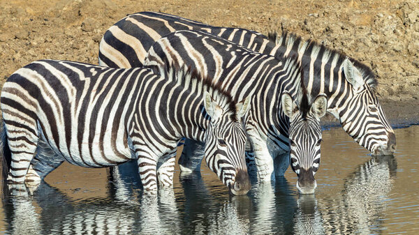 Wildlife Zebra's three drinking at waterhole early summer moring a closeup frontal photograph.