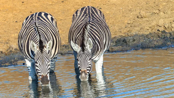 Wildlife Zebra Two Drinking Waterhole Early Summer Morning Closeup Frontal — Stock Photo, Image