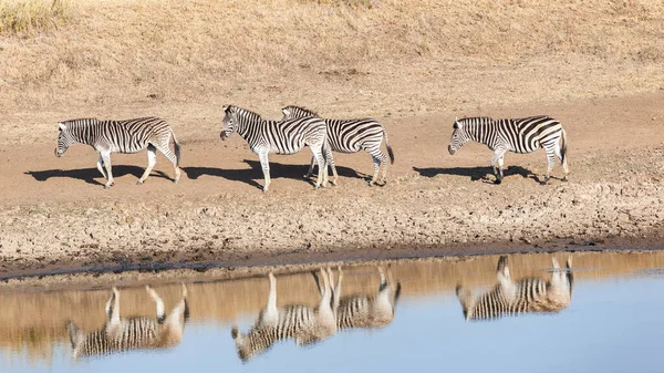 Wildlife Zebra Walking Waterhole Mirror Reflections Water Early Summer Morning — Stock Photo, Image
