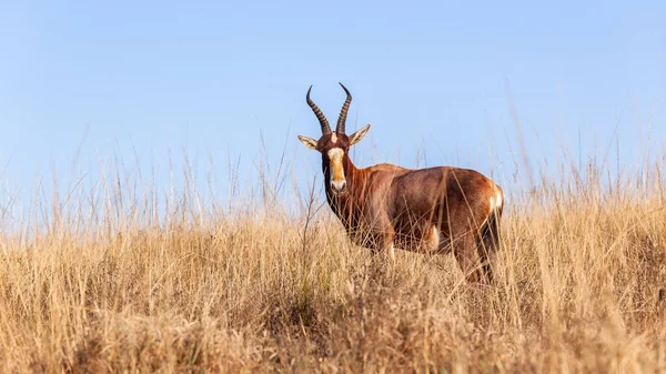Wildlife Ακρωτήριο Blesbok Buck Ξηρό Γρασίδι Οροπέδιο Νωρίς Καλοκαίρι Πρωί — Φωτογραφία Αρχείου