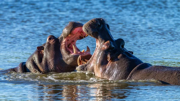 Млекопитающие Гиппо Борются Проблемой Водяной Дыре Рано Утром Крупным Планом — стоковое фото