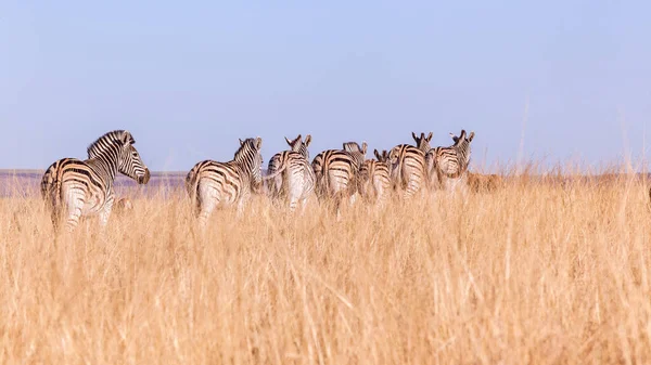 Zebra Sürüsü Vahşi Yaşam Alanlarındaki Vahşi Hayvanları Engebeli Arazide Saklar — Stok fotoğraf