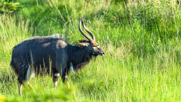 Kudu Nyala Animais Selvagens Pastagens Reserva Parques Selvagens Alerta Tarde — Fotografia de Stock