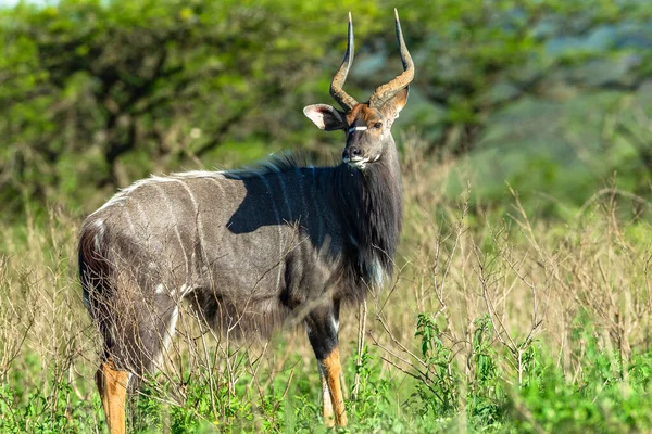 Kudu Nyala Animali Selvatici Nel Parco Naturale Riserva Praterie Estate — Foto Stock
