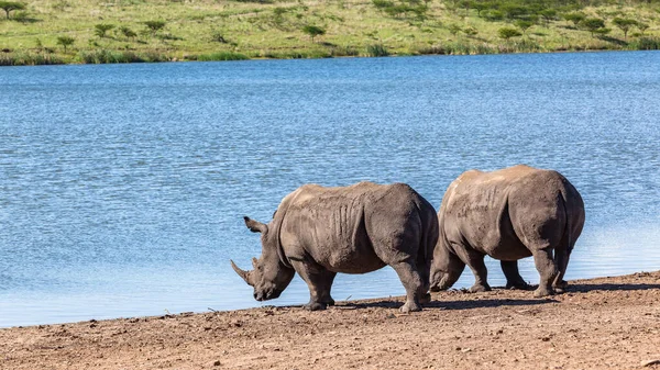 Rhinos Dois Animais Bebendo Poço Água Final Tarde Verão Reserva — Fotografia de Stock