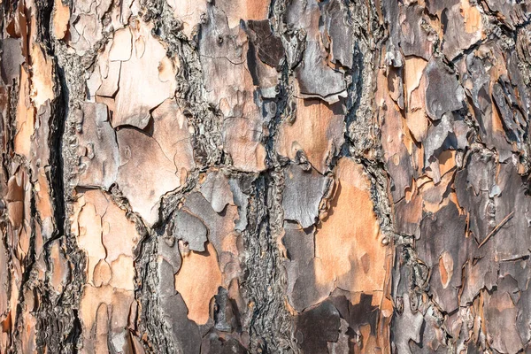 Tree Pine Kéreg Bőr Törzs Textúrák Közelkép Részlet Egy Természetes Stock Kép