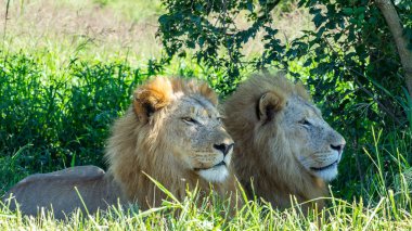 Lions Wildlife males closeup telephoto lens photograph of animals under tree shade during a hot summers day in wilderness safari park.