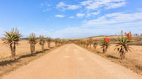 Dirt Road Aloe Rostliny Zasadil Každé Straně Malebnou Krajinu Venkově — Stock fotografie