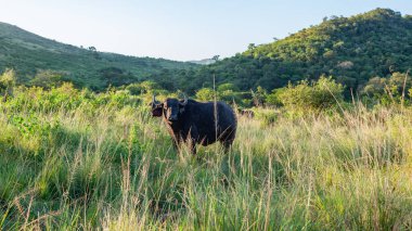 Çimen bitkilerindeki vadideki vahşi hayvan. Doğal yaşam alanı ağaçlar. Manzaralı safari manzarası..