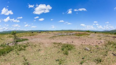 Vahşi yaşam mavi antilop hayvan sürüsü su birikintisi platosunda dinleniyor sıcak bir gün manzaralı bir kırsal park arazisi.