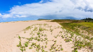 Plaj kıyısı tropikal kum tepecikleri uzak okyanus ufku manzarası bitkileri.