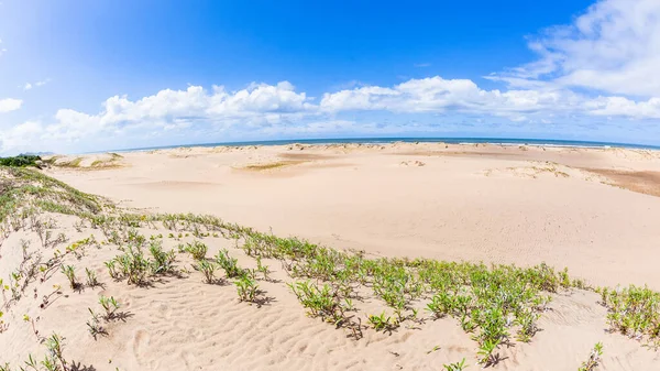 Beach Coastline Tropical Sand Dunes Plants Distant Ocean Horizon Scenic — Stock Photo, Image
