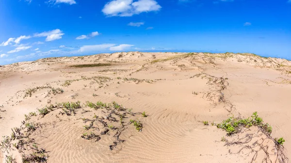 Plaża Wybrzeże Tropikalny Piasek Mokradła Nieuprawiane Rośliny Wydmy Malownicze Lato — Zdjęcie stockowe