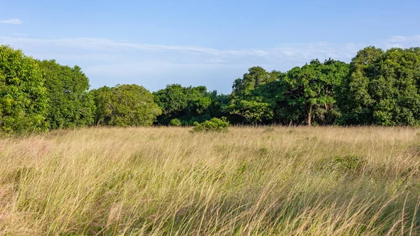 Wilderness Wildlife Bush Terrain Thick Grass Trees Dense Summer Landscape — Stock Photo, Image