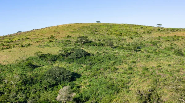 萨法里野生动物奇形怪状的风景俯瞰着茂密的草木山丘和深谷下午晚些时候的蓝天照片 — 图库照片