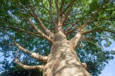 Vahşi doğa Bush Safari kalın büyük baobab ağacı yakın dallar tropikal çevre.