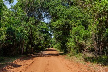 Vahşi doğa Bush Safari toprak yolu kalın tropikal çevrede.