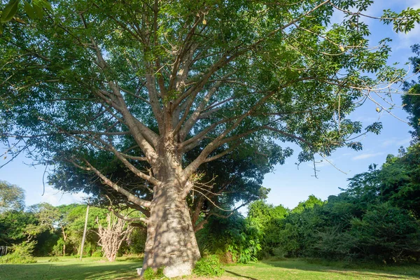 野生野生动物布什萨法里茂密的大猴面包树特写分枝热带环境 — 图库照片