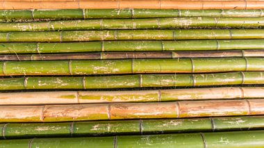 Bambu direkleri uzunluklarıyla tropikal ahşap yakın plan çekimleri yere yakın çekim fotoğrafına yayılmış..
