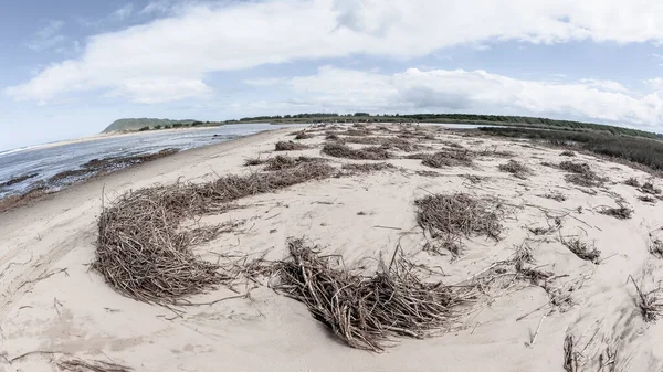 Strand Ozean Flussmündung Küste Tropische Feuchtgebiete Gezeitenwasser Von Pflanzlichem Schilf — Stockfoto