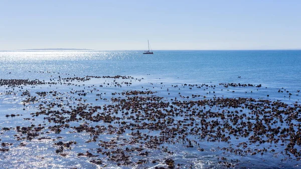 Yacht Sailing Ocean Sea Waters Silhoutted Horizon Photo Kelp Sea — Stock Photo, Image