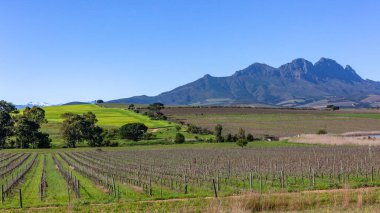 Tarım arazisi üzerinde şarap bağları Yüksek dağlık arazinin yanında manzaralı bir manzara.