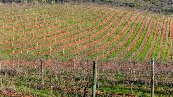 Αμπελώνες Κρασιού Πάνω Από Την Κοιλάδα Καλλιεργήσιμες Εκτάσεις Δίπλα Ψηλό — Φωτογραφία Αρχείου