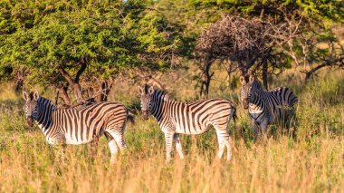 Zebra 'nın üç alarmlı hayvanı, öğleden sonra vahşi yaşam parkında bozkır yaylalarında yürürken doğanın manzaralı bir manzarasını saklar..