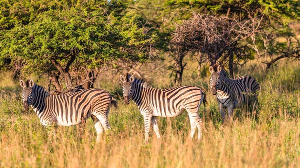 Zebra\'s three alert animal walking across grassland savannah plateau late afternoon light in wildlife wilderness park reserve a scenic landscape of nature.
