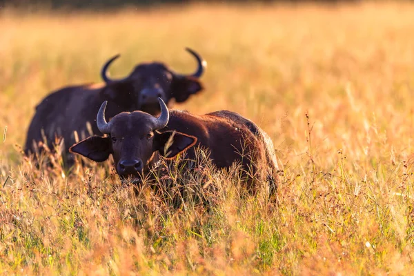 Vahşi yaşam bizon sürüsü uzun vadide dinleniyor. Sabah erken saatlerde aslanlara karşı korunmak için birlikte uzun otlar..