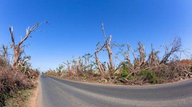 Road countyside dozens of trees destroyed broken branches fallen by tropical storm cyclone hurricane typhoon weather pattern aftermath in blue sky   landscape. clipart