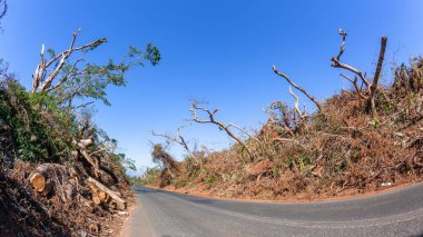 Road countryside dozens of trees destroyed broken branches fallen by tropical storm tornado cyclone hurricane typhoon weather pattern aftermath in blue sky   landscape.