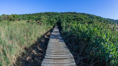 Yürüyüş yolu tropikal sulak arazi ağaçları, ağaçlar manzaralı bir yol..