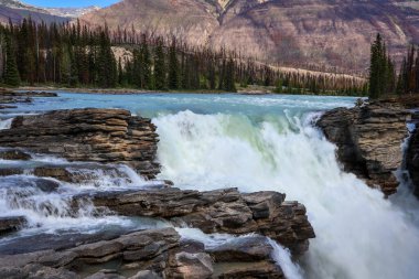 Jasper Ulusal Parkı 'ndaki güçlü Athabasca Şelaleleri engebeli uçurumlar ve ormanlarla çevrili derin bir kanyonda şelale gibi akıyor..
