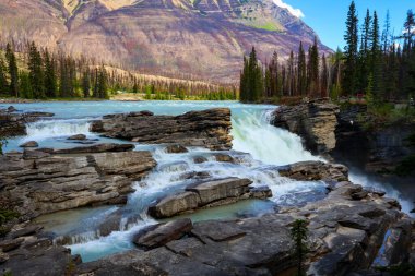 Jasper Ulusal Parkı 'ndaki güçlü Athabasca Şelaleleri engebeli uçurumlar ve ormanlarla çevrili derin bir kanyonda şelale gibi akıyor..
