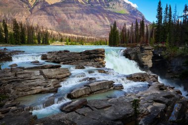 Jasper Ulusal Parkı 'ndaki güçlü Athabasca Şelaleleri engebeli uçurumlar ve ormanlarla çevrili derin bir kanyonda şelale gibi akıyor..