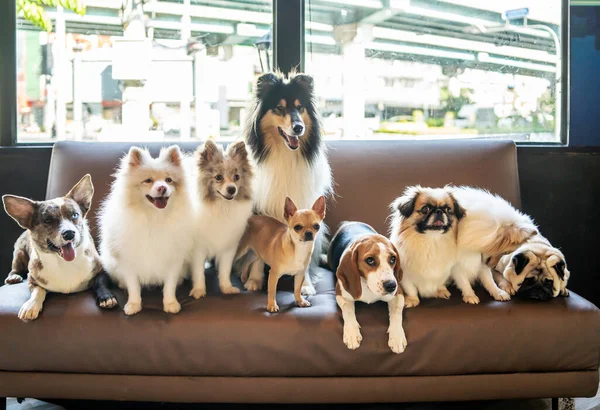 Many dog breeds friend lay down sit relax together on sofa with cheerful and happiness