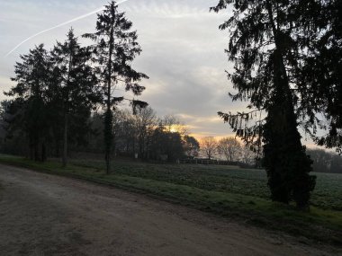 Gündüz vakti, ormanda ağaçların olduğu bir yol.