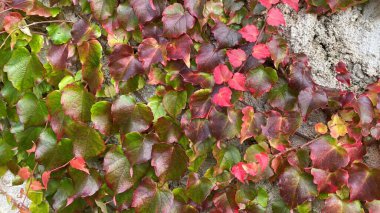 Duvardaki kırmızı yapraklar