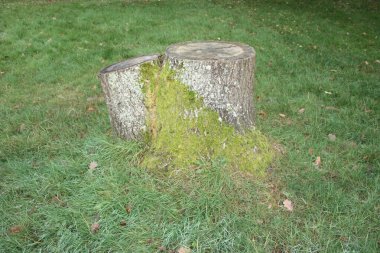 Eski ahşap bir kütüğün yakın plan çekimi.