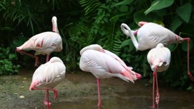 Flamingolar gündüz dinleniyor.