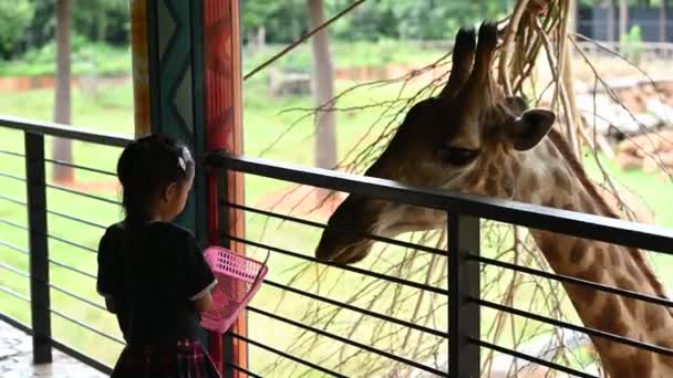 Giraffe Takes Relaxing Walk Sunny Day Girl Feeding Giraffe — Stock Video