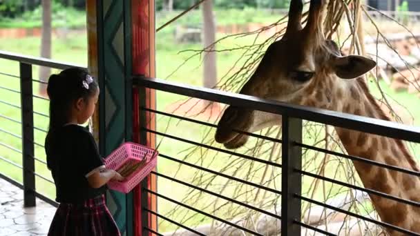 Eine Giraffe Macht Einem Sonnigen Tag Einen Entspannten Spaziergang Mädchen — Stockvideo